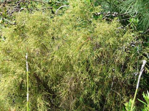 Image of Brunia africana (Burm. fil.) Class.-Bockh. & E. G. H. Oliv.