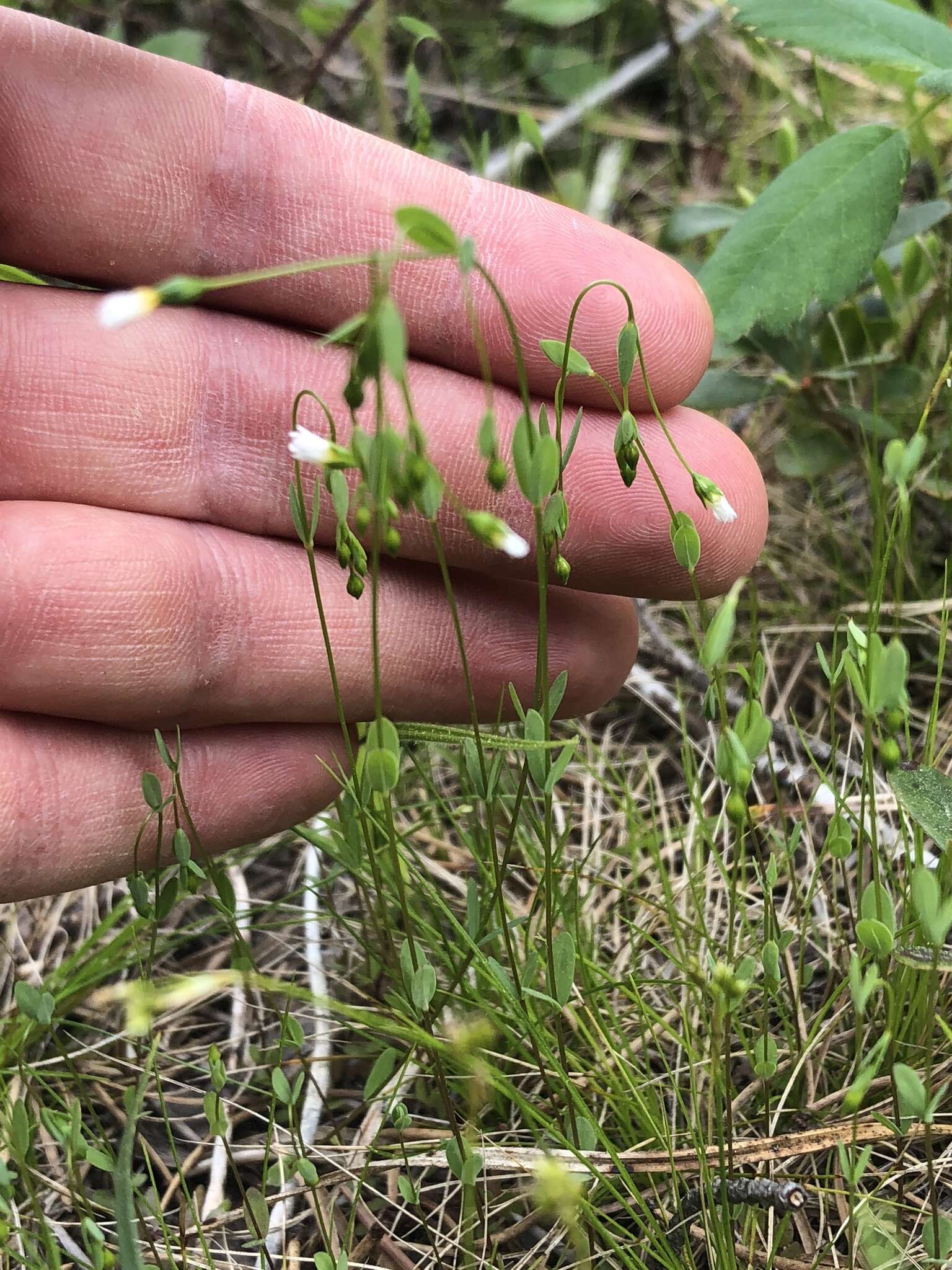 Image of purging flax, fairy flax