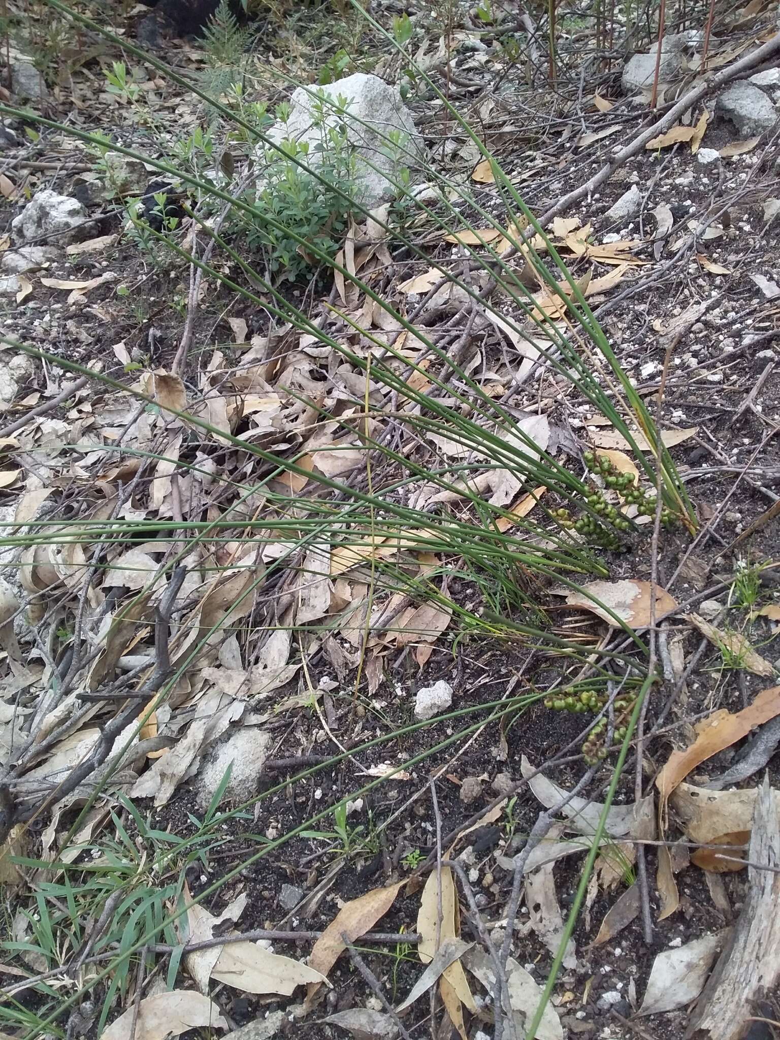 Image of Lomandra micrantha (Endl.) Ewart