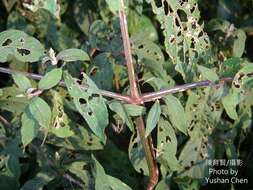 Слика од Achyranthes splendens var. rotundata Hillebr.