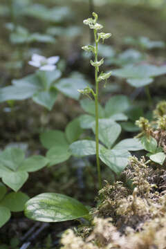 Image of bluntleaved orchid