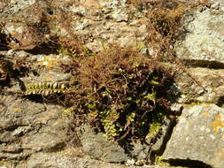 Image of Asplenium marinum L.