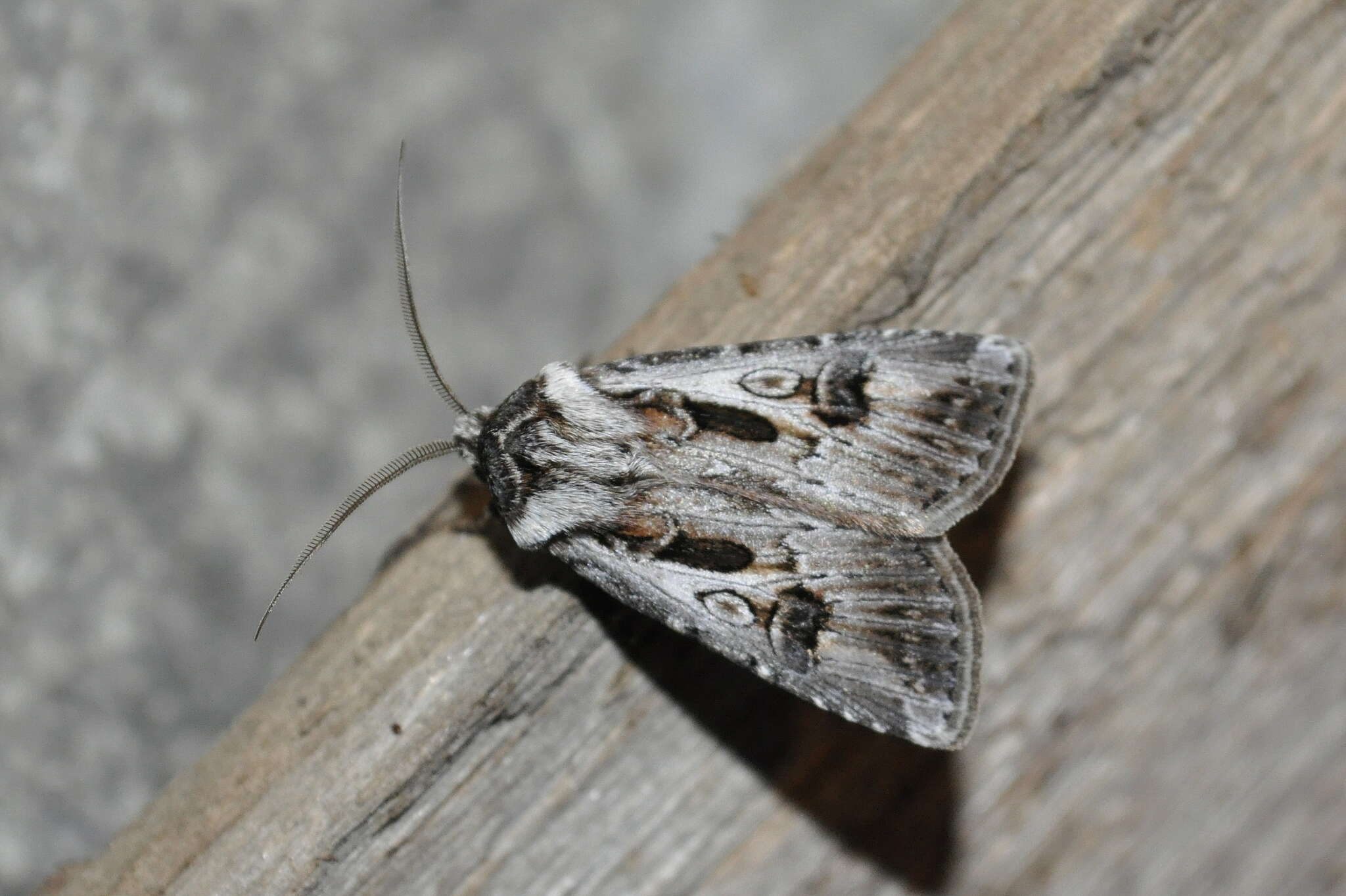 Agrotis vestigialis Hüfnagel 1766的圖片