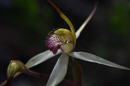 Caladenia flindersica (D. L. Jones) R. J. Bates的圖片