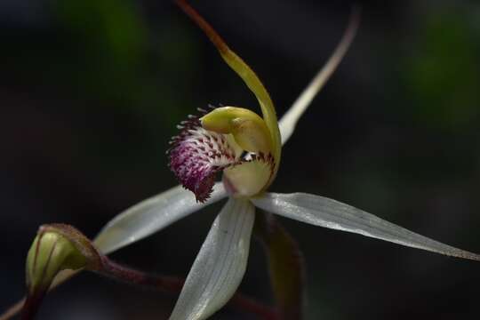 Caladenia flindersica (D. L. Jones) R. J. Bates的圖片