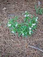 Image of longleaf summer bluet