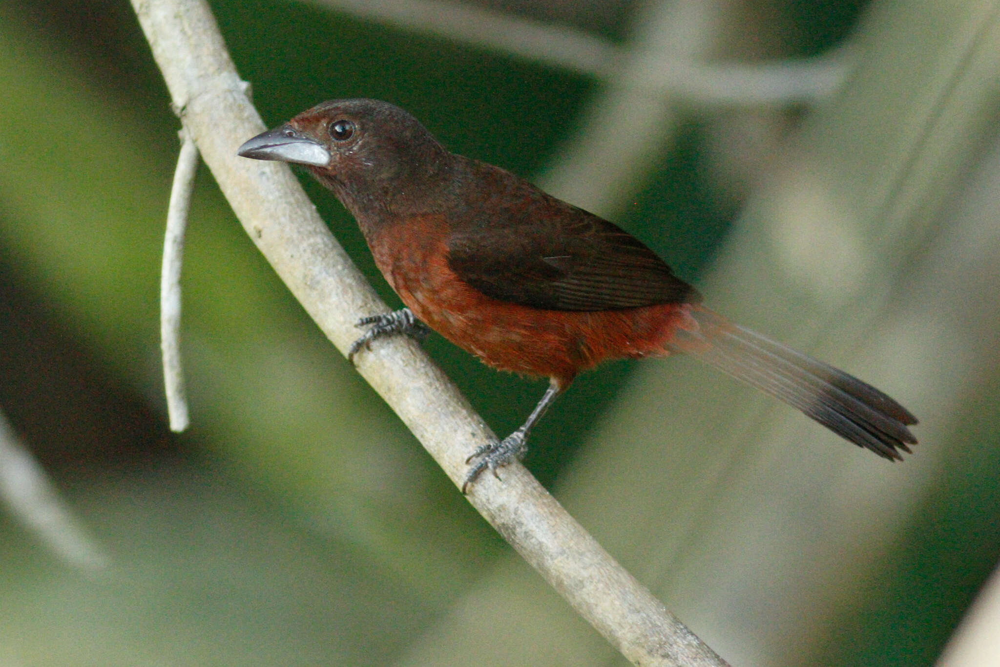 Image of Silver-beaked Tanager