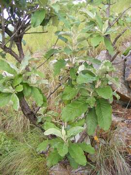 صورة Tarchonanthus trilobus var. galpinii (Hutch. & Phill.) J. Paiva