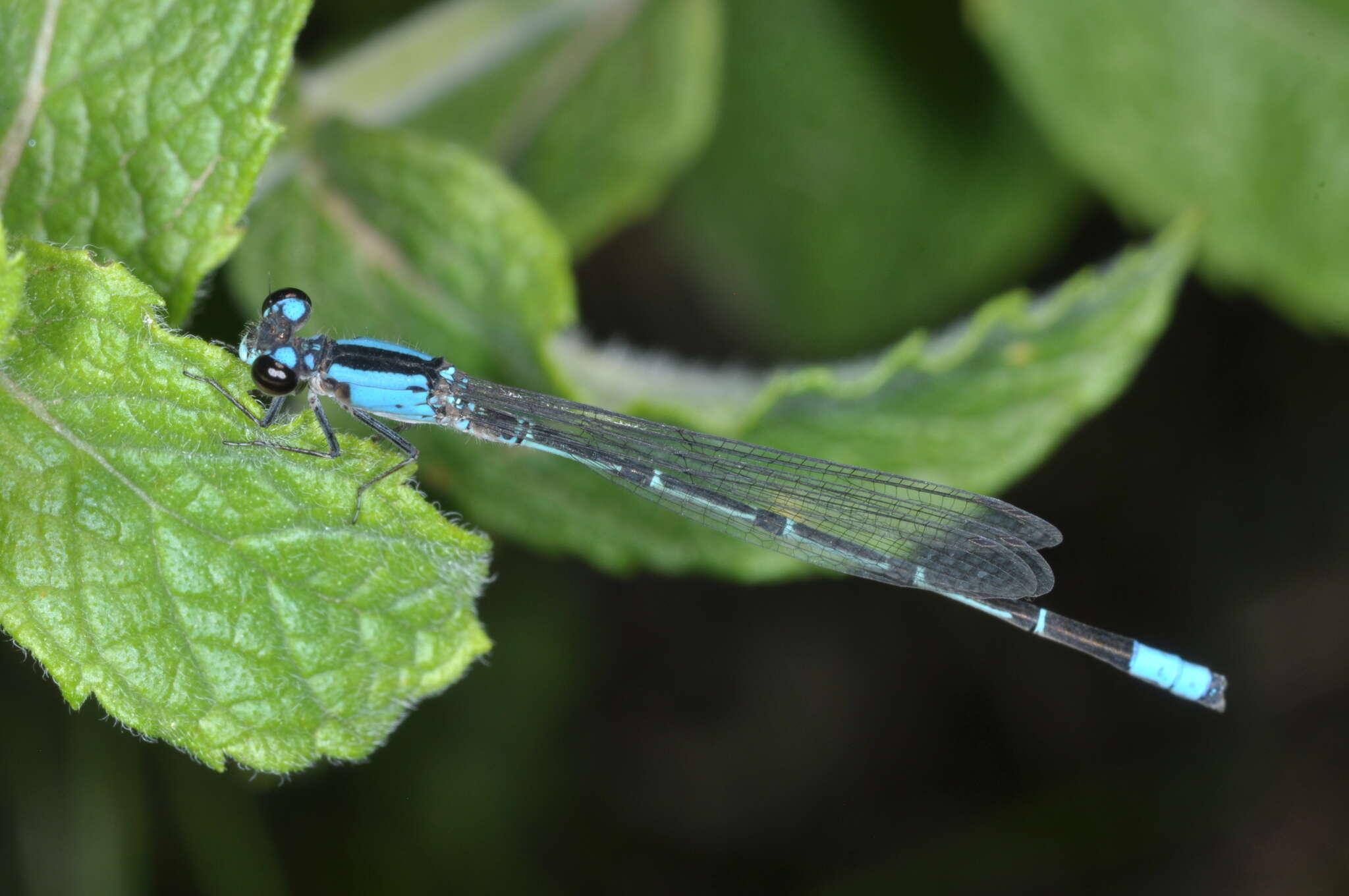 Sivun Oxyagrion ablutum (Calvert 1909) kuva