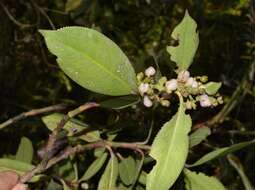 Image of Hedyosmum goudotianum Solms