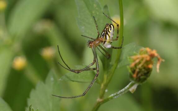 Image of Silver orb spider