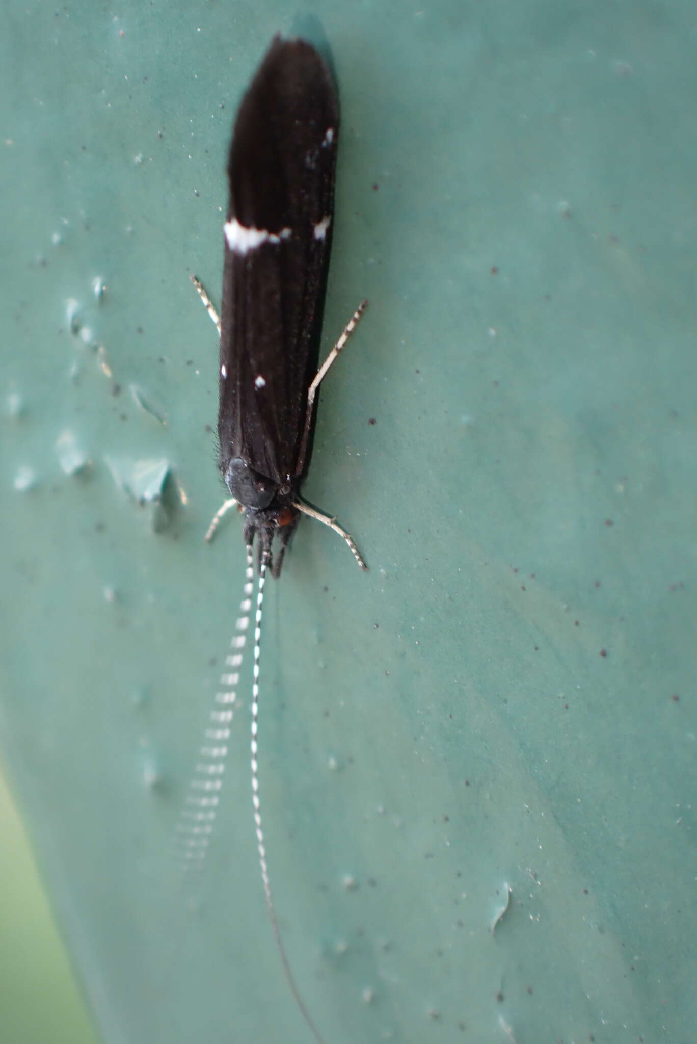 Image of Athripsodes bilineatus (Linnaeus 1758)