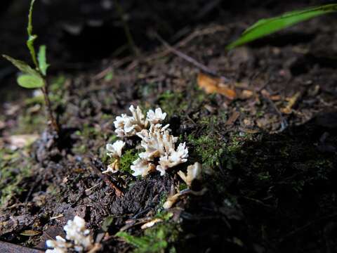 Image of Stereopsis hiscens (Berk. & Ravenel) D. A. Reid 1965