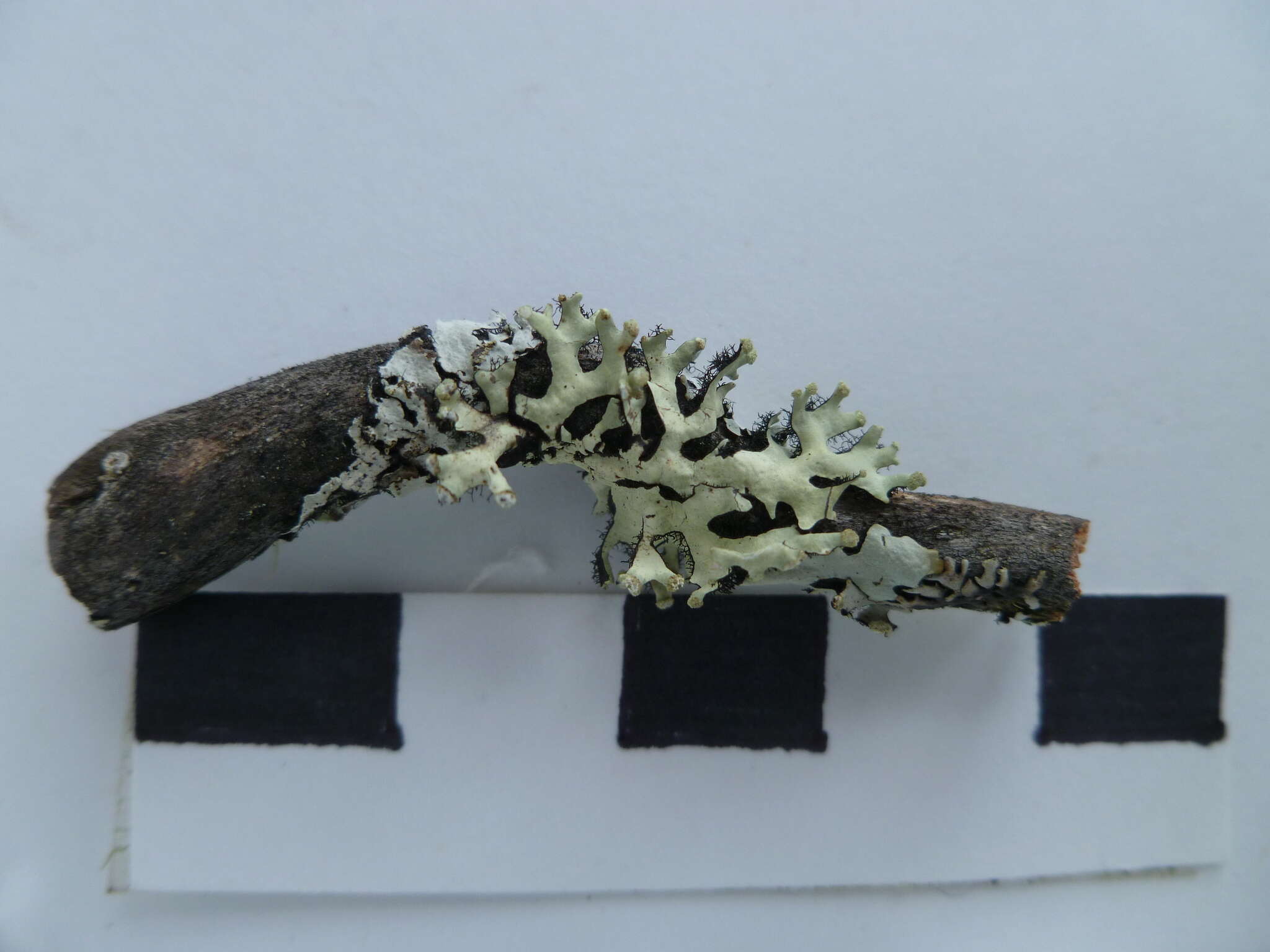 Image of sinuous hypotrachyna lichen