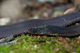 Image of Black Odd-scaled Snake