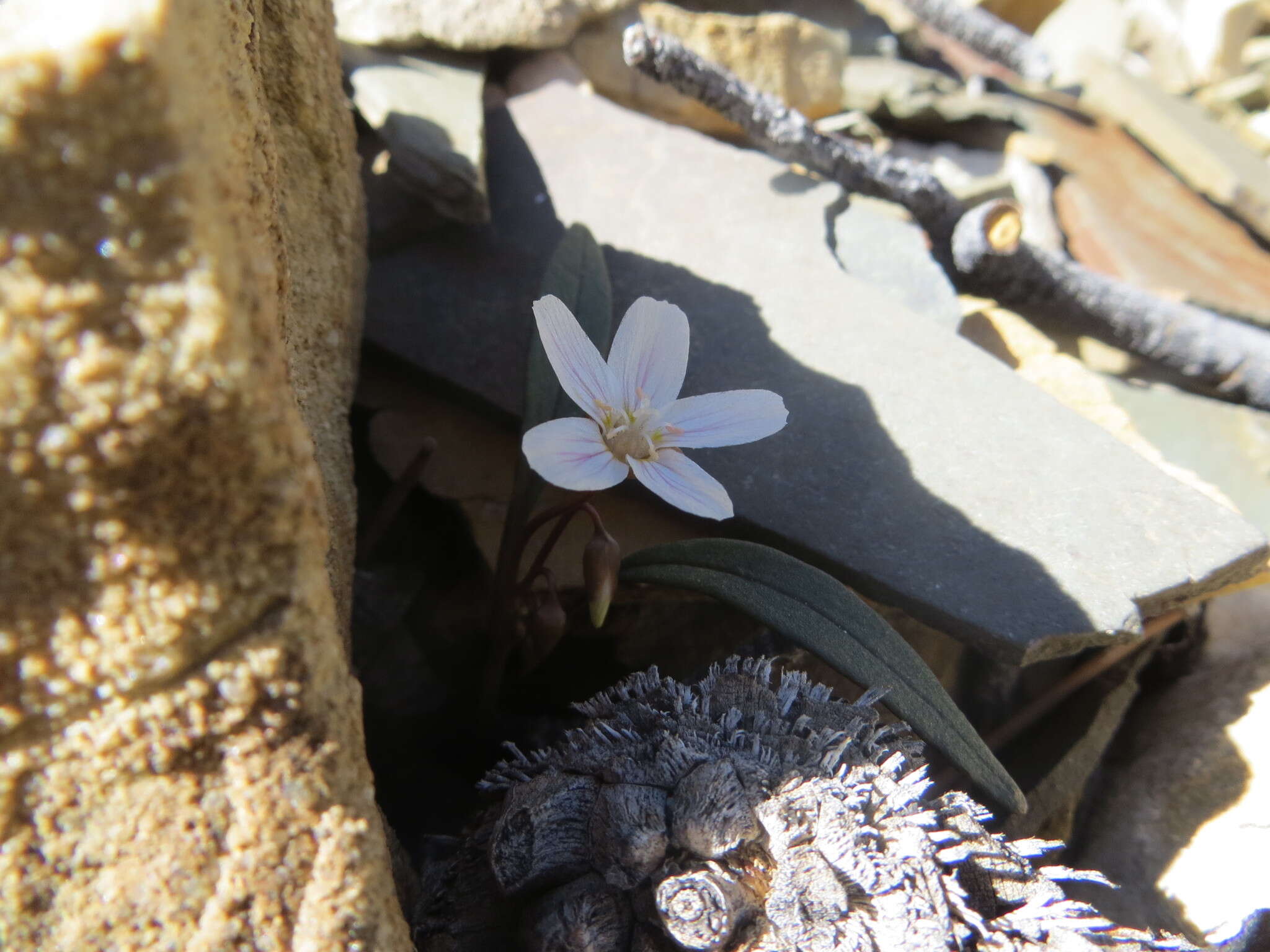 Claytonia panamintensis Stoughton resmi