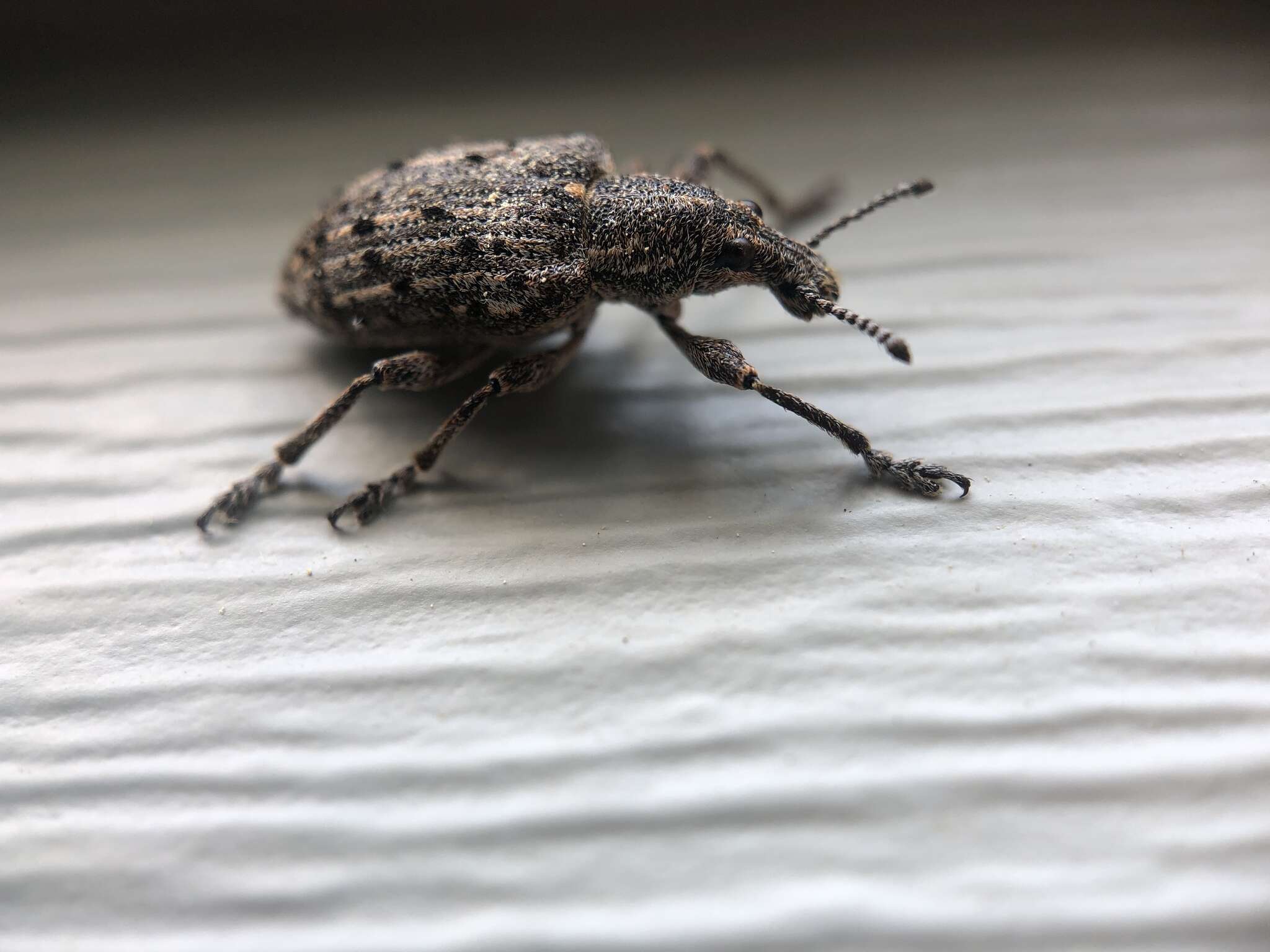 Image of New York Weevil