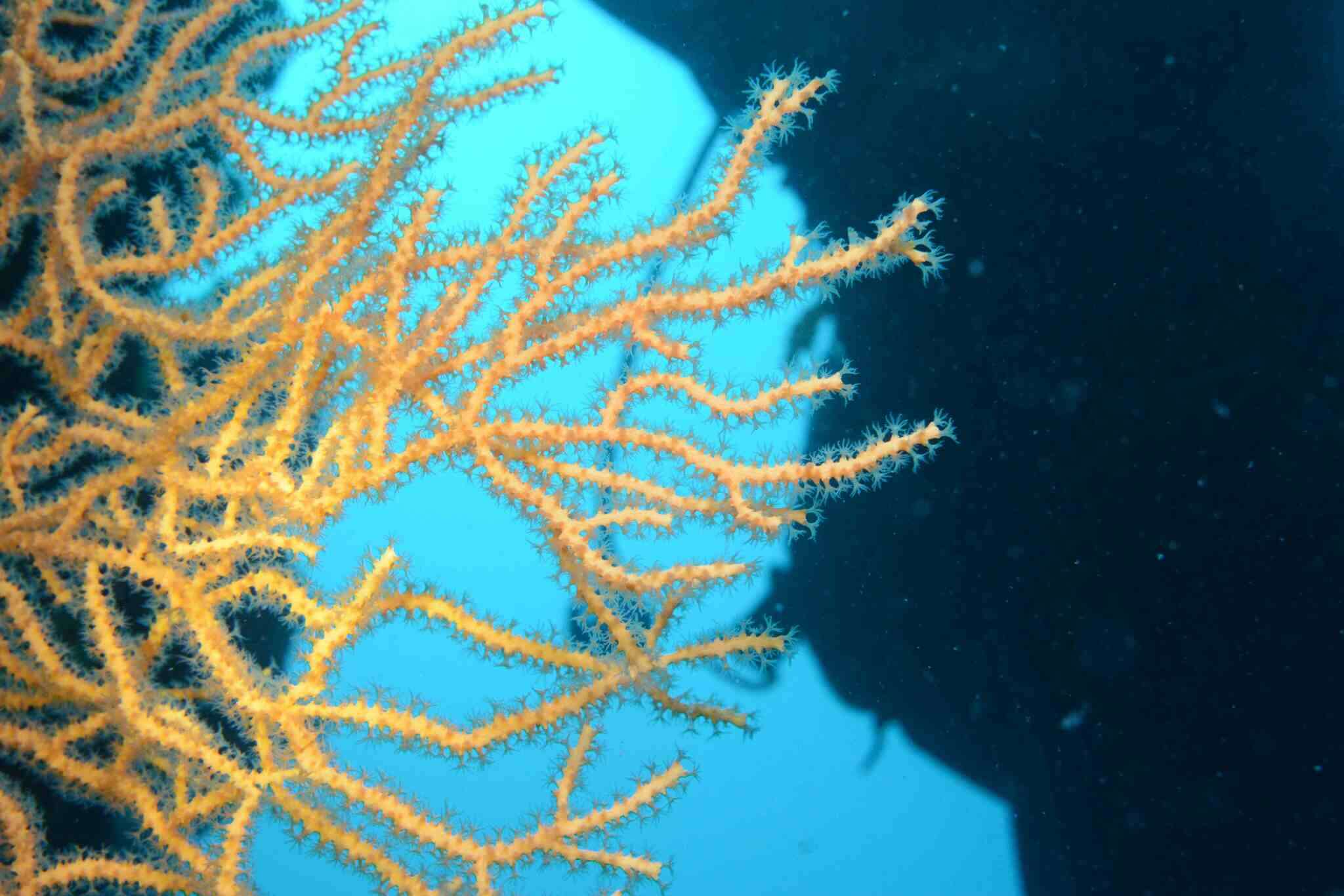 Image of yellow gorgonian