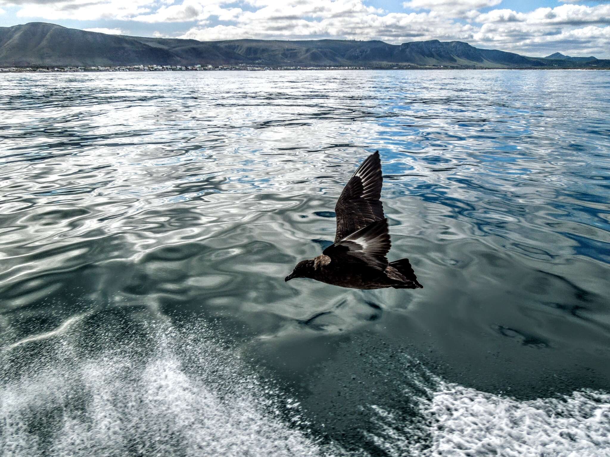 Stercorarius antarcticus lonnbergi (Mathews 1912) resmi