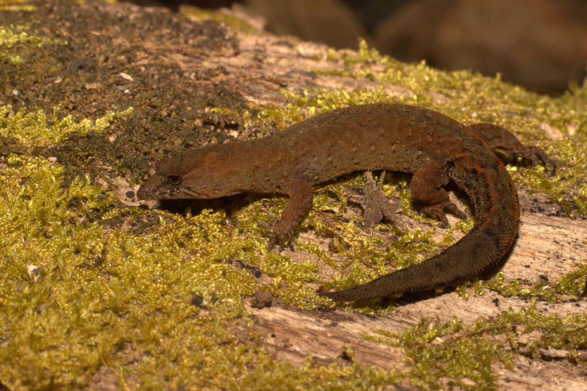 Image of Colombian Clawed Gecko