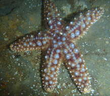 Image of Giant seastar