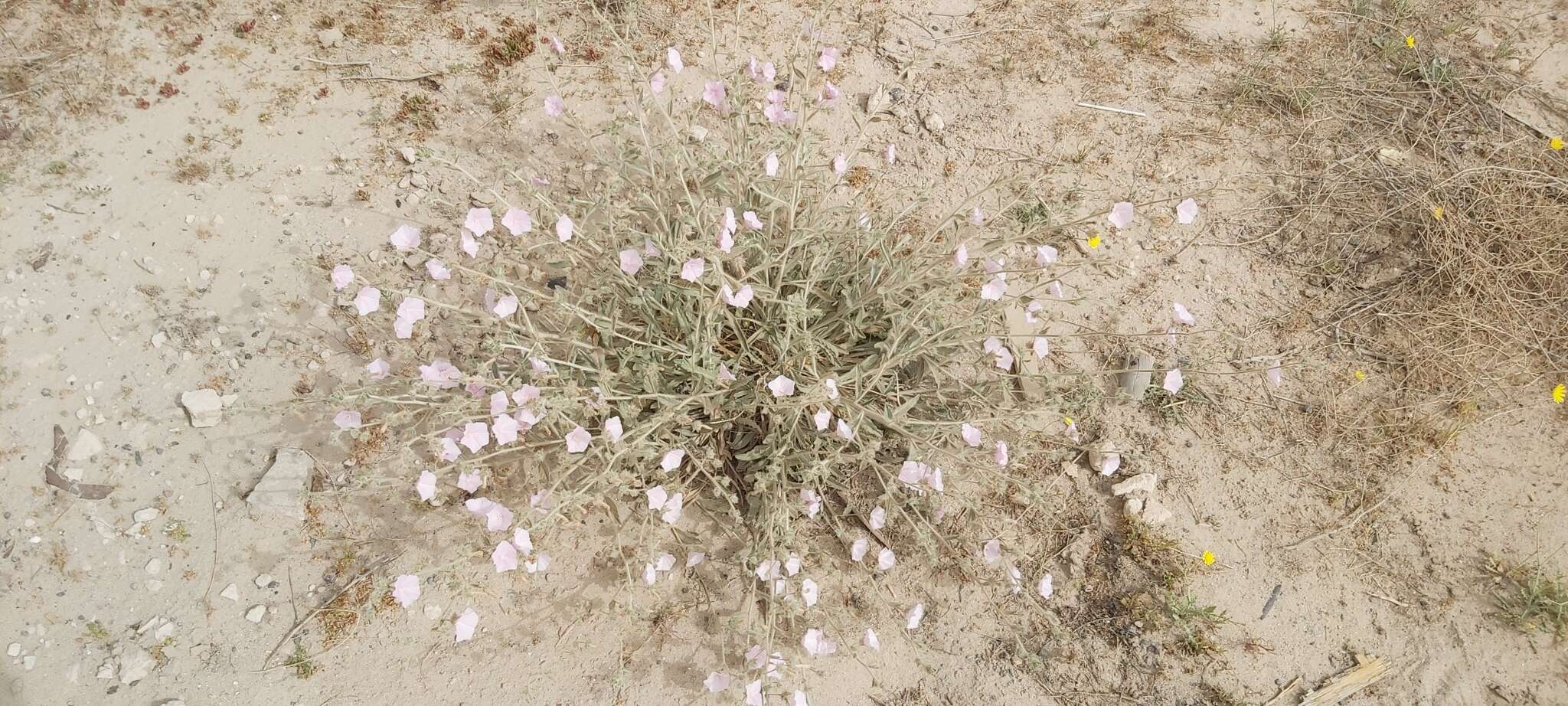 Image de Convolvulus cephalopodus subsp. bushiricus (Bornm.) J. R. I. Wood & Scotland