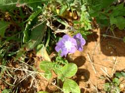 Phacelia austrotexana (J. A. Moyer) B. L. Turner的圖片