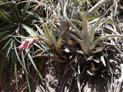 Sivun Tillandsia sphaerocephala Baker kuva