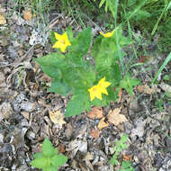 Image of whorled yellow loosestrife