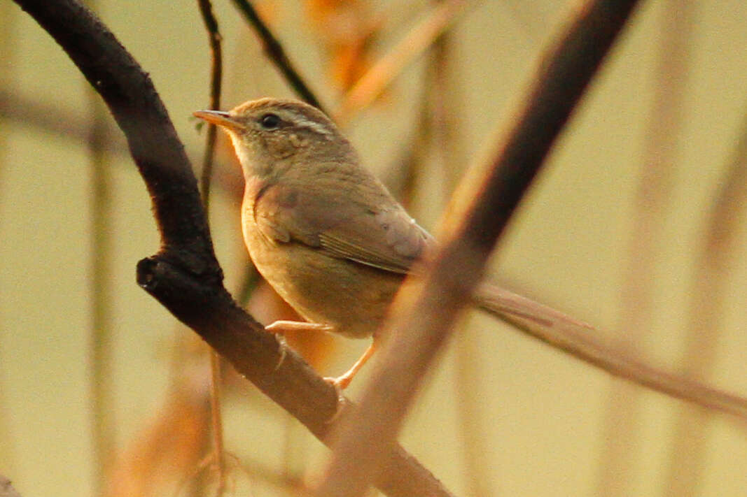 Image of Aberrant Bush Warbler