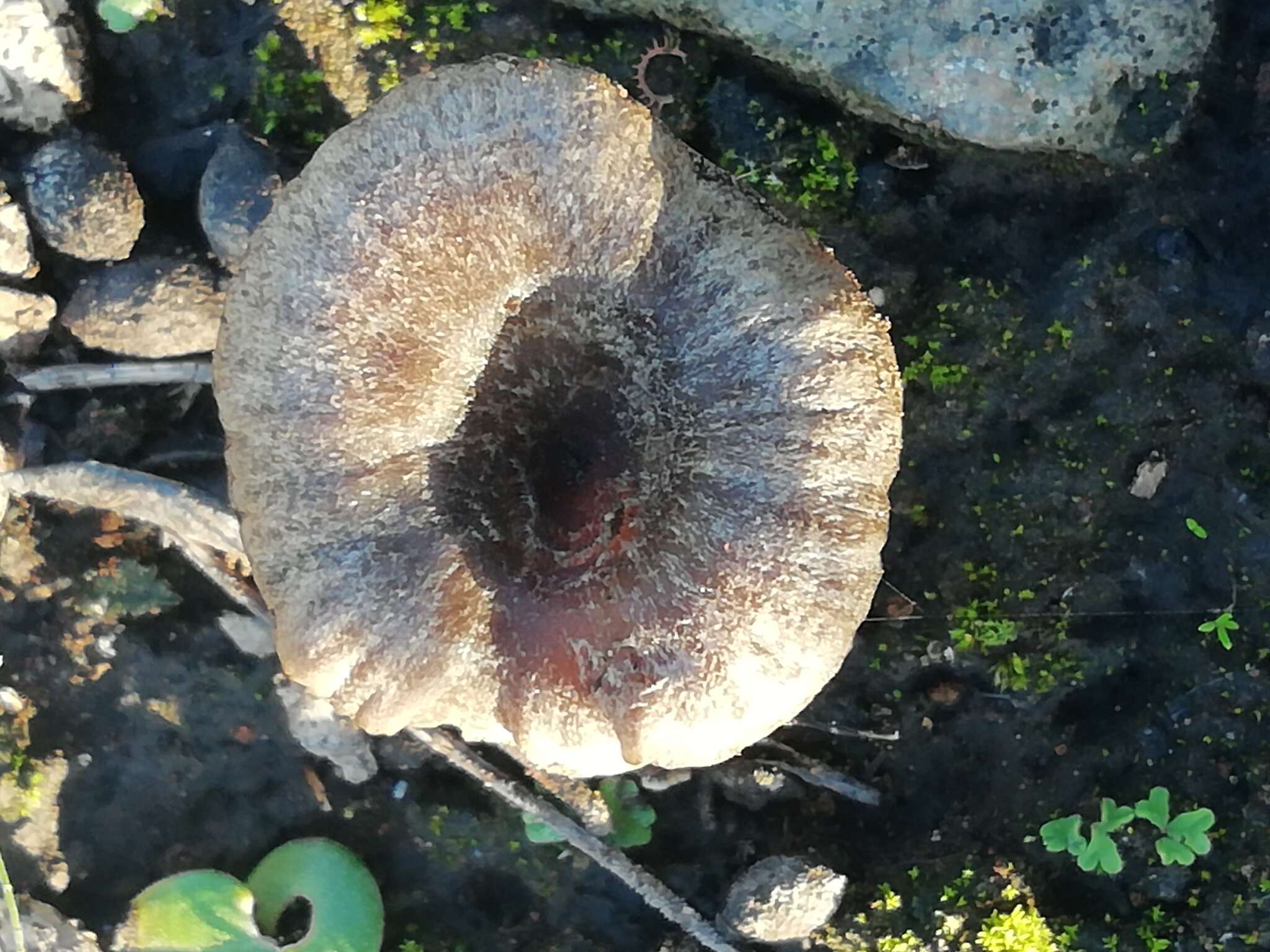 Слика од Tephrocybe anthracophila (Lasch) P. D. Orton 1969