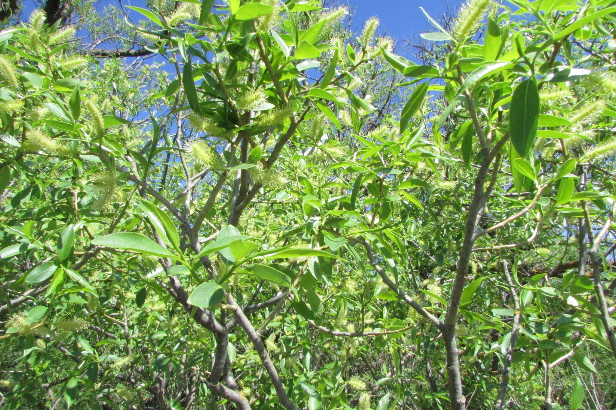Image de Salix meyeriana Rostk. ex Willd.