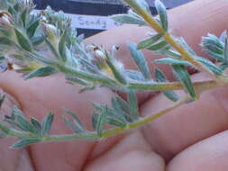 Image of Aspalathus lotoides subsp. lotoides