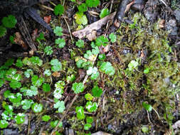 Image of Hydrocotyle microphylla A. Cunn.