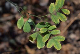 Image of scorpion senna