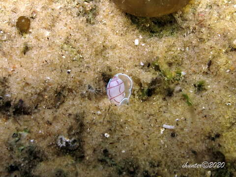 Image of lined bubble snail