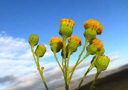 Image of Senecio paniculatus Berg.