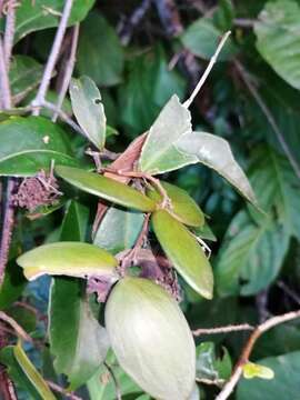 Imagem de Elachyptera floribunda (Benth.) A. C. Sm.