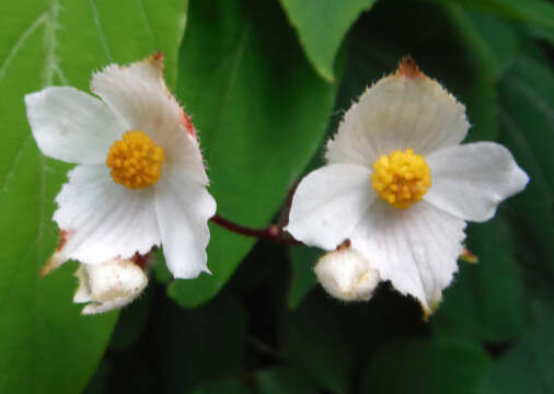 Image of Begonia ornithocarpa Standl.