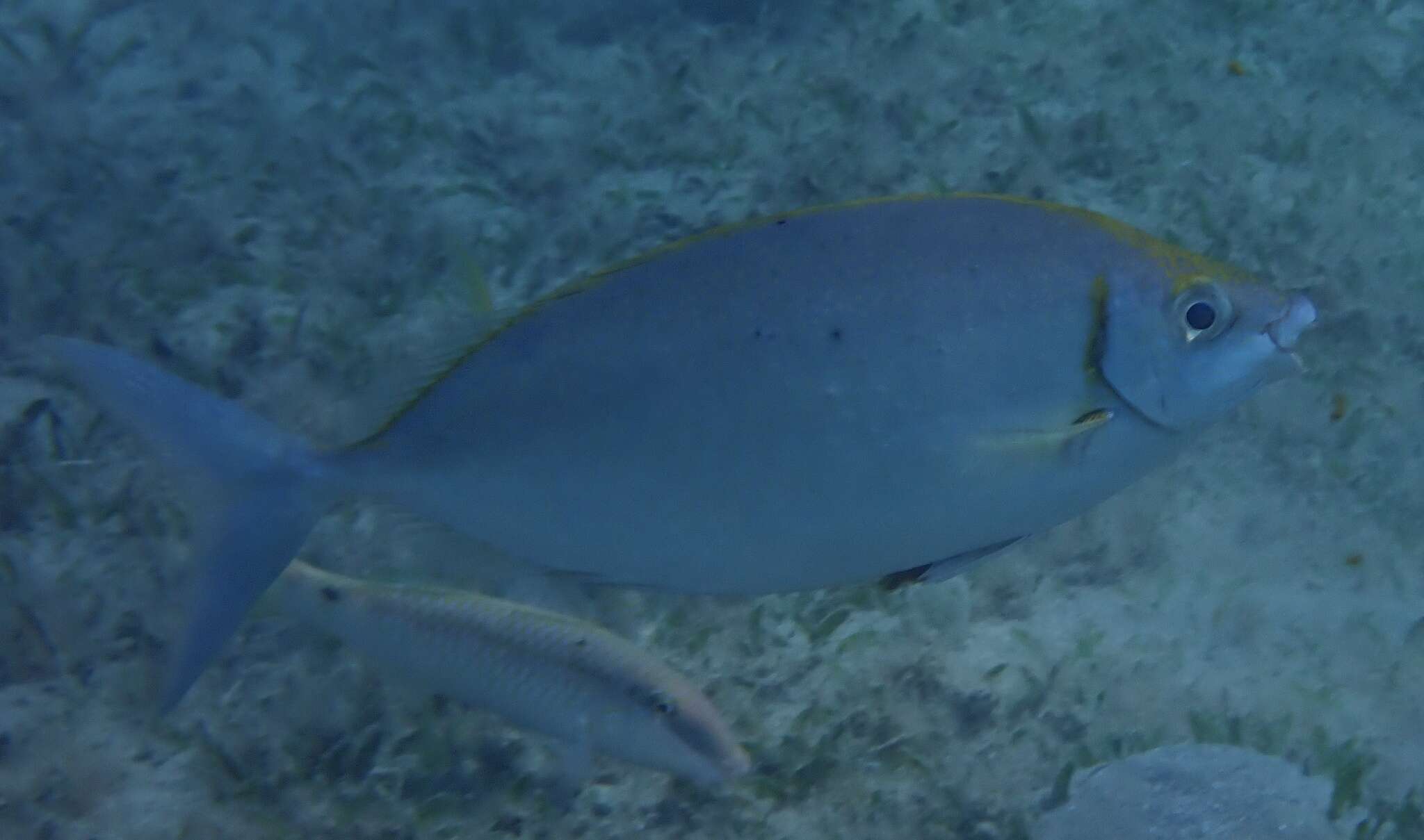 Image of Forktail rabbitfish