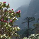 Image of Rhododendron hodgsonii Hook. fil.