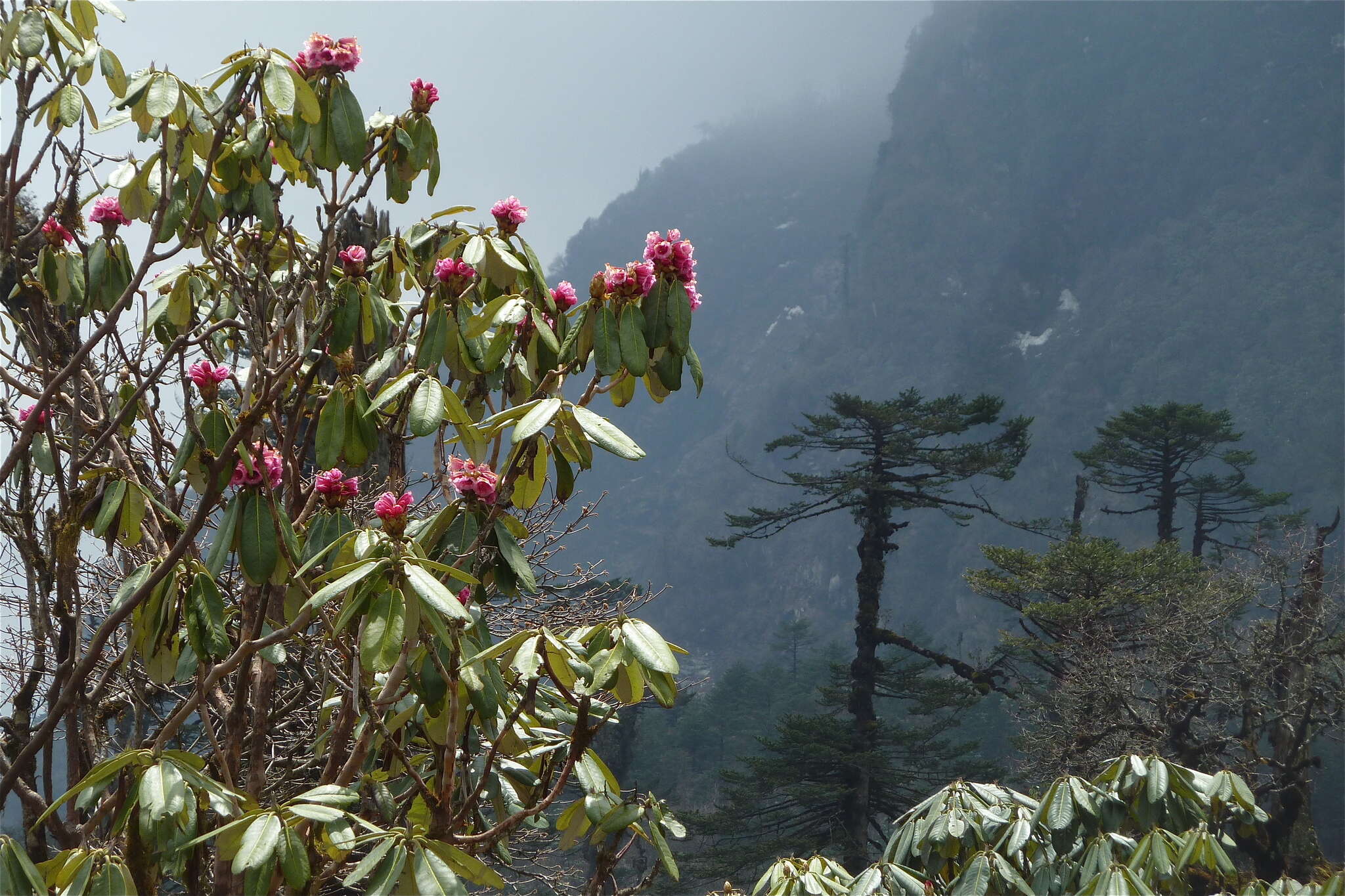 Image of Rhododendron hodgsonii Hook. fil.