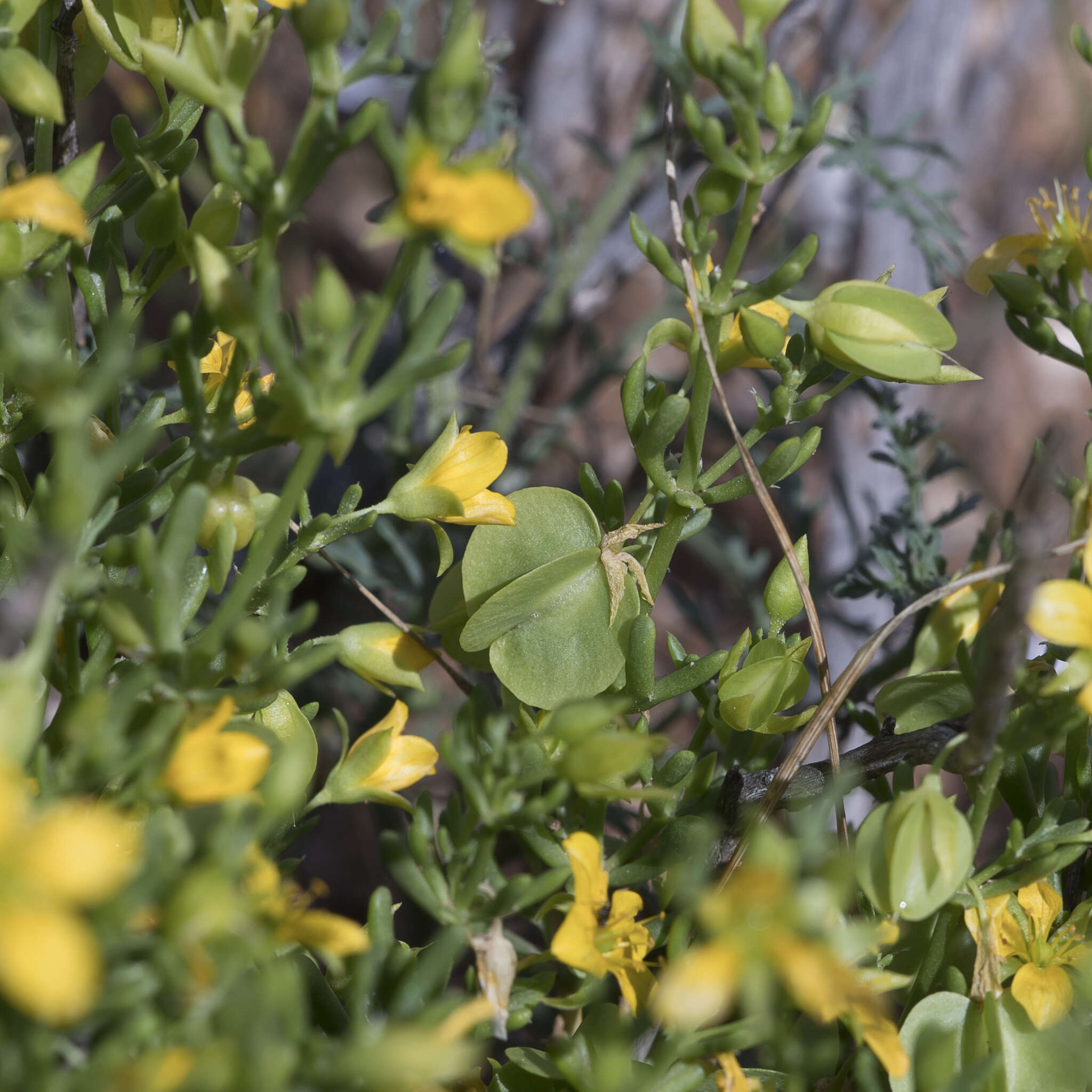 Image of Roepera aurantiaca Lindl.