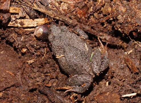 Image of Eastern Smooth Frog