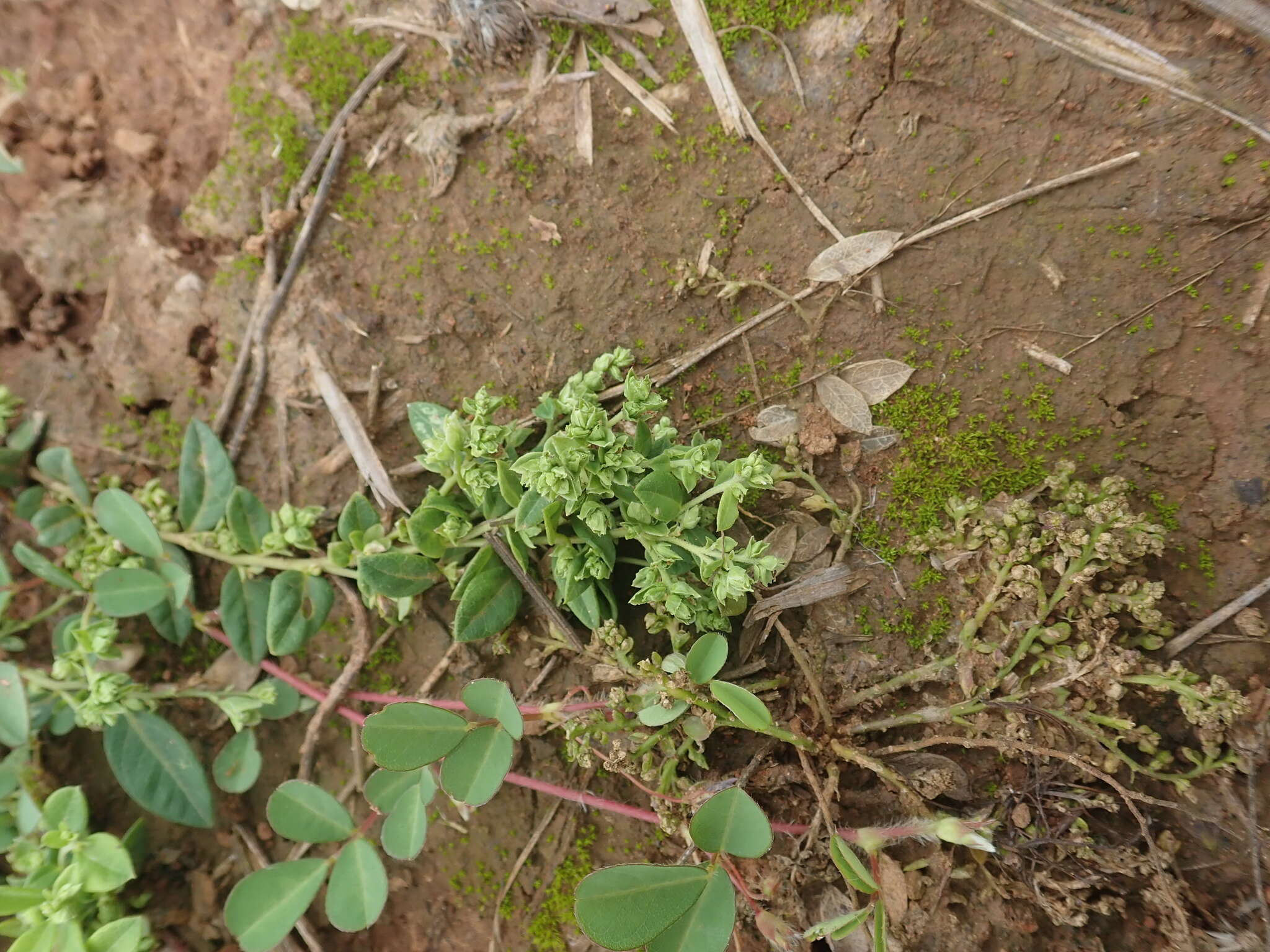Image of Polygala arvensis Willd.