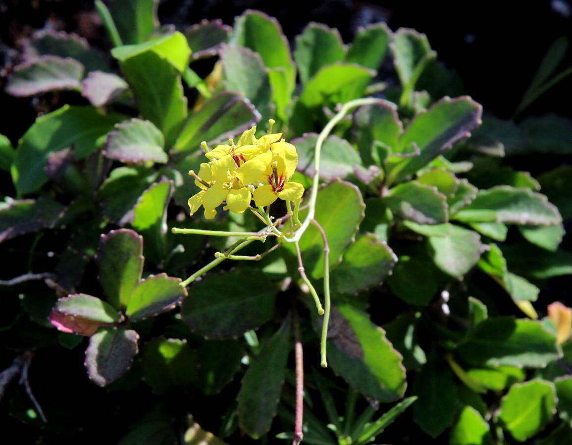Image of Sinapidendron frutescens subsp. frutescens