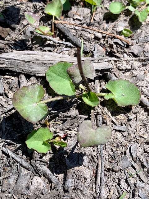 Imagem de Hydrocotyle jacksonii M. Hiroe