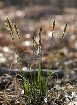 Image of Pennsylvania sedge