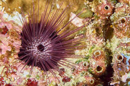 صورة Echinostrephus A. Agassiz 1863