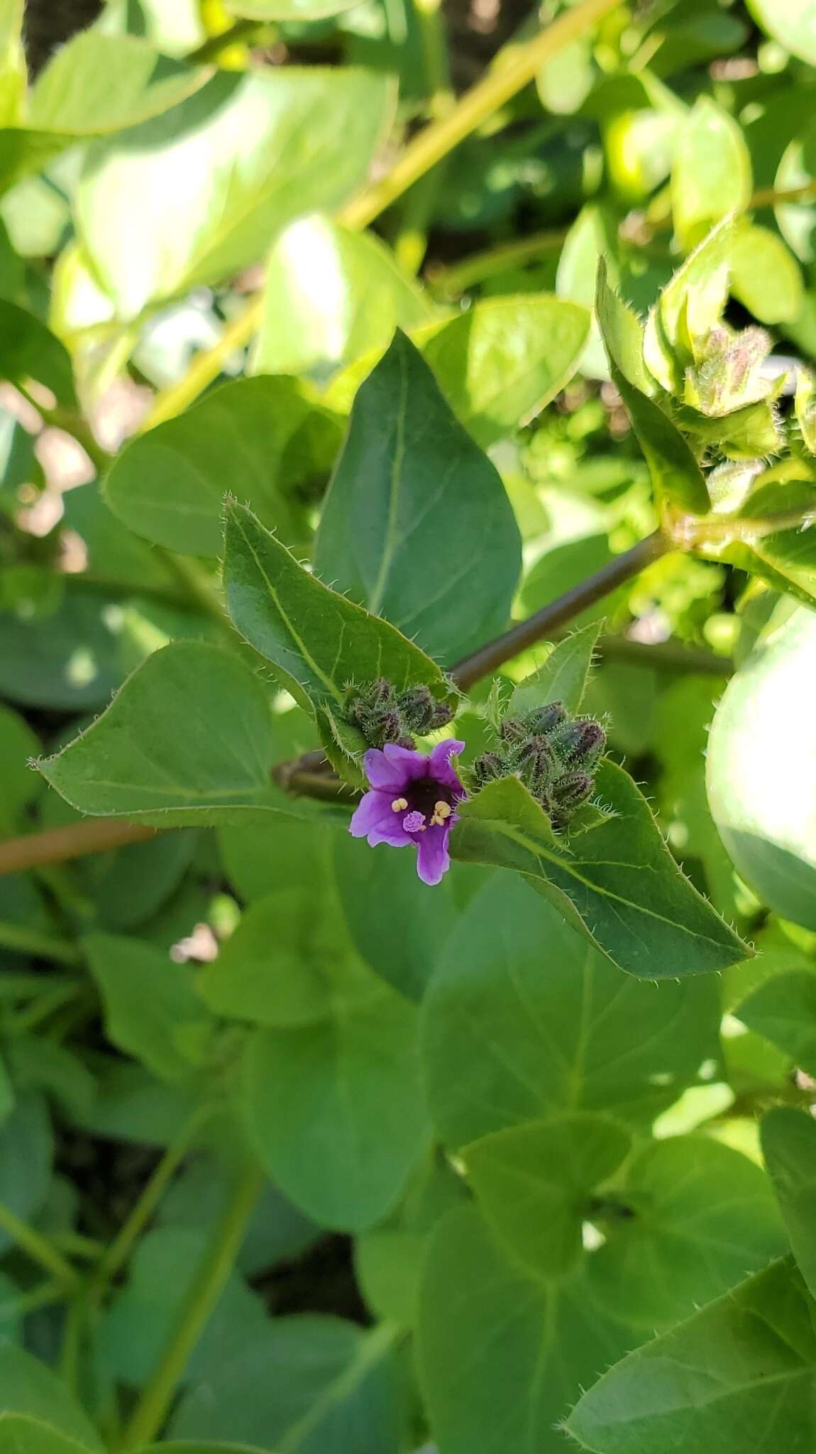 Mirabilis elegans (Choisy) Heimerl resmi